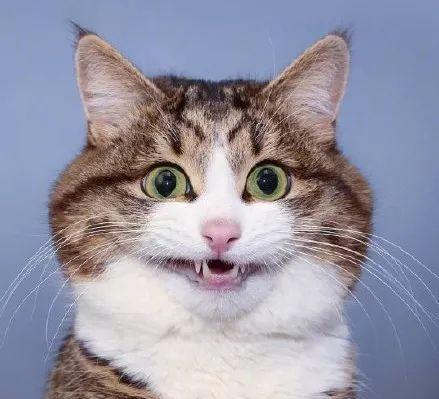  最励志的猫童年遭虐待失去行走能力,却乐观开朗每一天