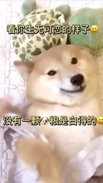  看你生无可恋的表情就知道,没有一颗狗粮是白来的