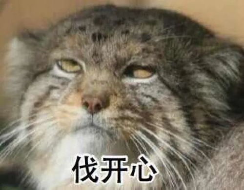 汤姆猫看报纸表情包兔狲