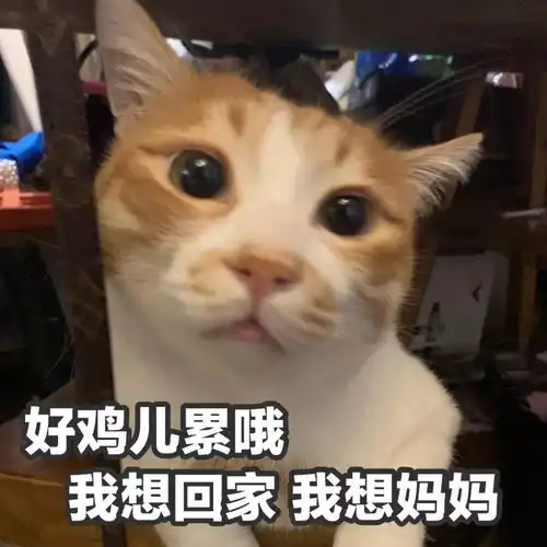  猫咪表情包干啥啥不行,睡觉第一名养猫