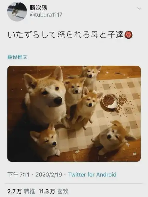  狗gif柯基当街被打,下一个动作让人泪目