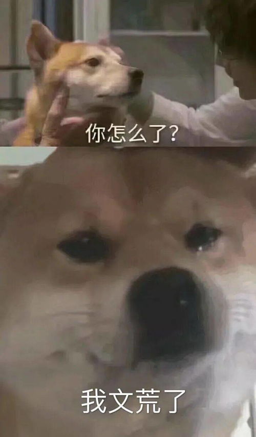 哥哥要红包的表情包微信
