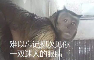 套你猴子表情包满山