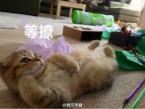  旋转跳跃不停歇,这部网剧每周都有新姿势解锁