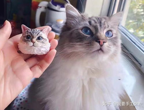 防陶瓷diy,猫咪的表情包diy原来可以这样