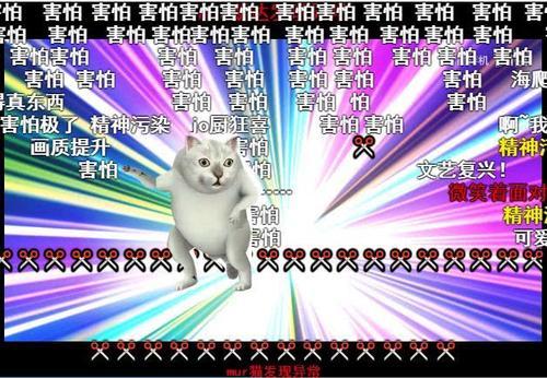 奇怪的知识猫表情包锦鲤