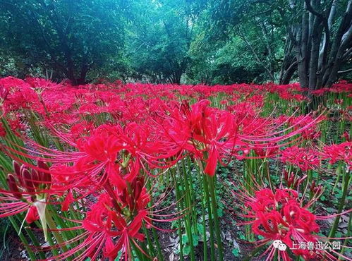  神秘的彼岸花迎来最佳观赏期,闵行这些公园可赏