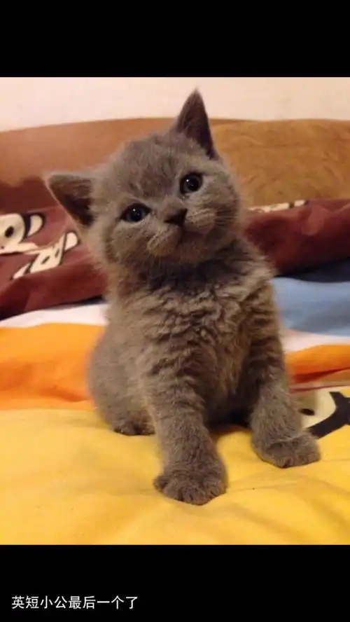  我想买一只英短蓝猫求有经验人说说怎么看小猫是不是纯的现看上一只不敢确定价格2000值不值