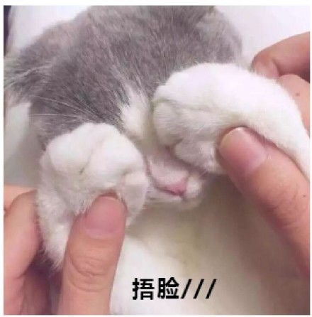  狗狗蹦迪gif动图蹦迪gif动图表情