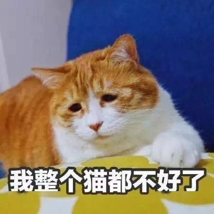  网友渴望领养一只小母猫,一个月后却摸到蛋蛋,哭笑不得