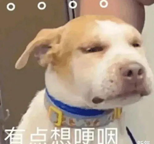  31岁的赵丽娜被老爸耿直催婚,网友这身材我羡慕