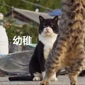  两只狸花猫翩翩起舞,旁边黑白猫的表情亮了....
