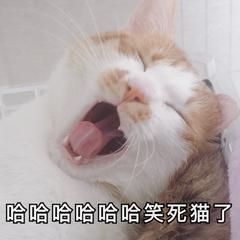  我超级喜欢的一组搞笑猫猫表情,超可爱沙雕哇,快来收图