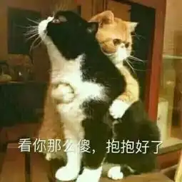  猫咪土味情话表情包看你那么傻,抱抱好了