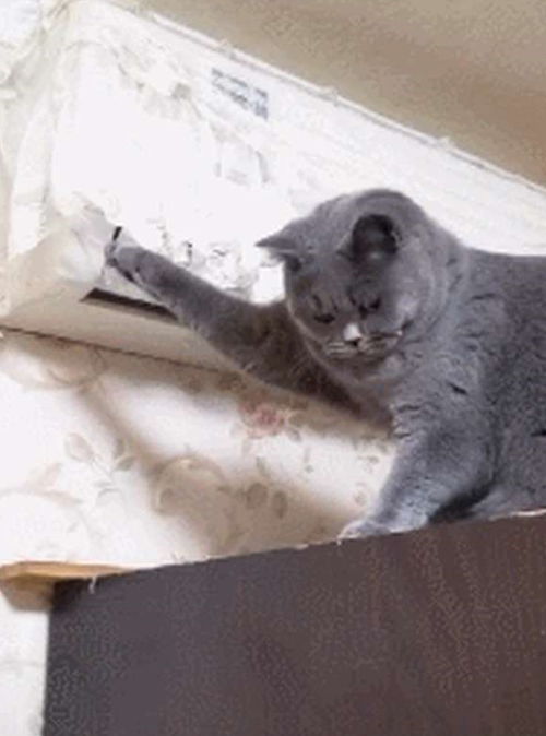  主人天天拆家,终于被空调罩给制服了,蓝猫求生的小眼神好萌啊