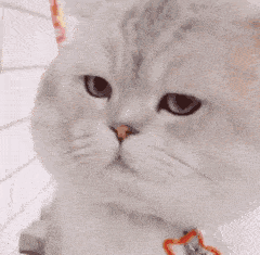  复工专用猫猫表情包