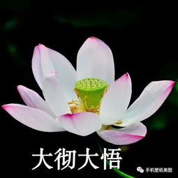  微信花草头像大全,带来好运的头像