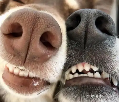  狗狗鼻子不黑的几个原因,不一定就是生病了