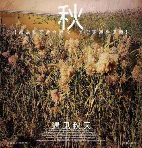  七律重阳节感怀吟枫叶吟秋吟秋菊深秋吟