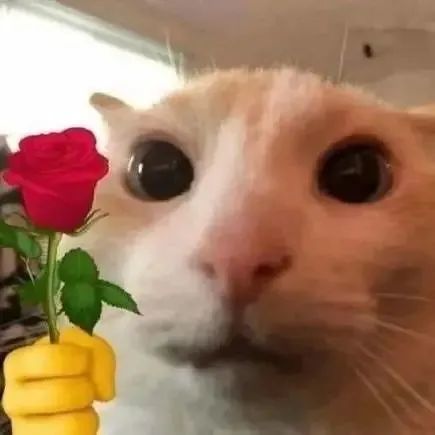  表情包可爱猫咪头拿玫瑰