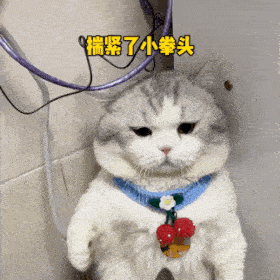  沙雕猫猫表情包
