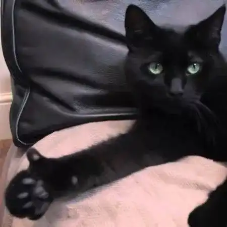 打滚表情包猫猫大拇指