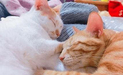  桌上冒出个猫脑袋,眼神有点怪异,主人转身一看笑哭不累吗