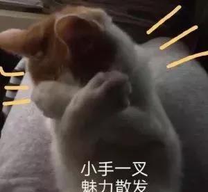  情人节最适合铲屎官们发朋友圈的7条文案