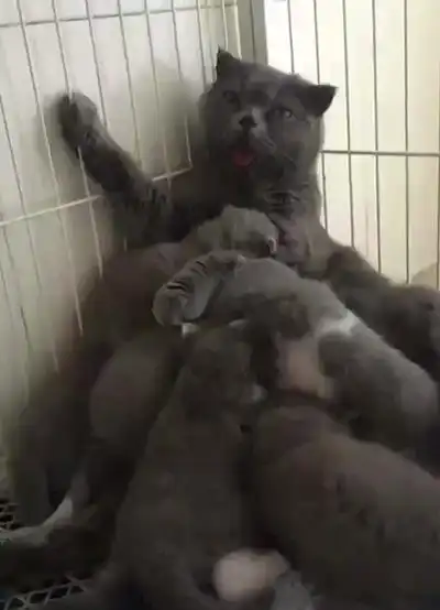  生了6只小猫咪,一到吃饭的时间,猫咪就崩溃了