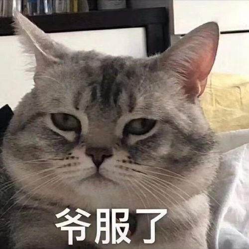  谢天谢地谢广坤,可以押韵的可爱文案