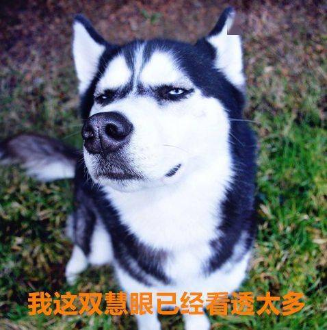  二哈狗狗都是天使,只是我下凡的时候摔到了脑袋瓜