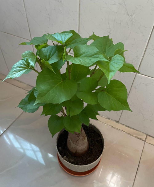  4种小盆栽,不用花钱买,自己动手打造,长势旺很美观独一无二
