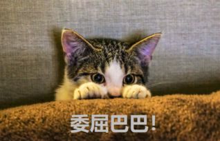  day13奕smeblingbling奕泽izoa要让颜控们彻底沦陷