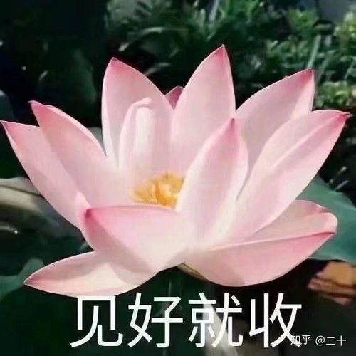  天秤座的本质是什么