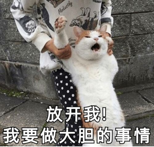  有了这些猫咪表情包,我聊天时的作战能力又上了个等级