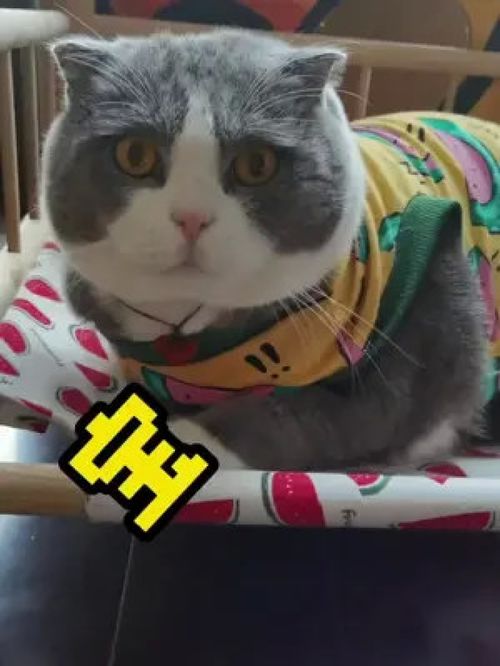  这么会画大bing的小猫咪,谁能不爱宠物知识铲屎官的乐趣酷奇思猫粮