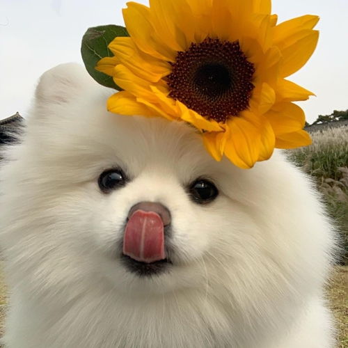 可爱小猫小狗头像