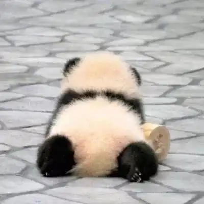撇嘴熊猫头表情包