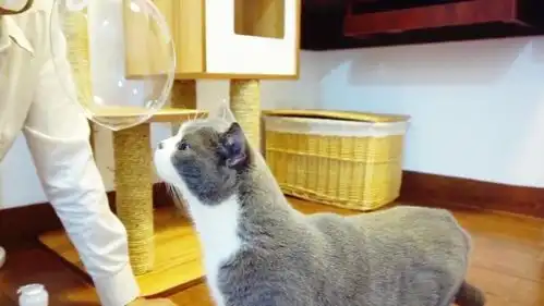  小猫咪第一次看到满天彩色的泡泡,兴奋得满地打滚