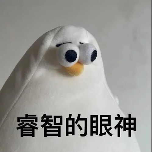  一些海鸥表情包