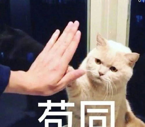  养猫的哪些行为,其实是在让猫承受痛苦