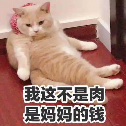  猫咪的十种天性