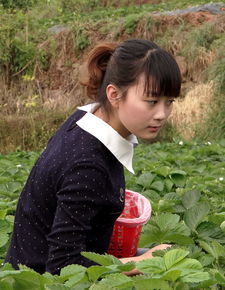  摘草莓的美女