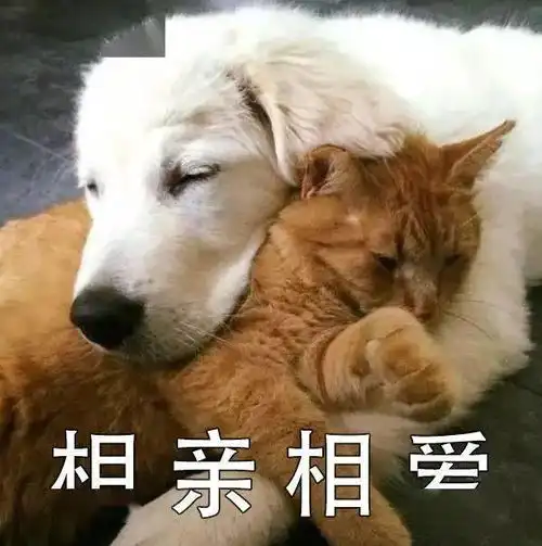  猫狗双全有难度,你需要一个的它