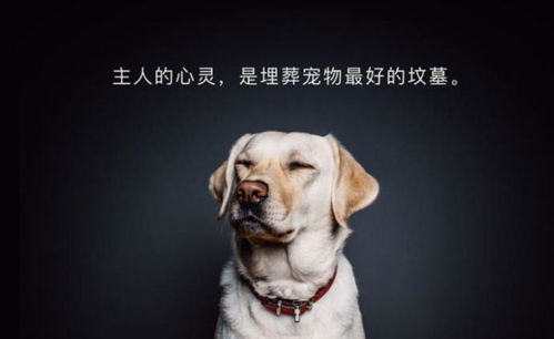  澎湃新闻专注时政与思想thepaper.cn