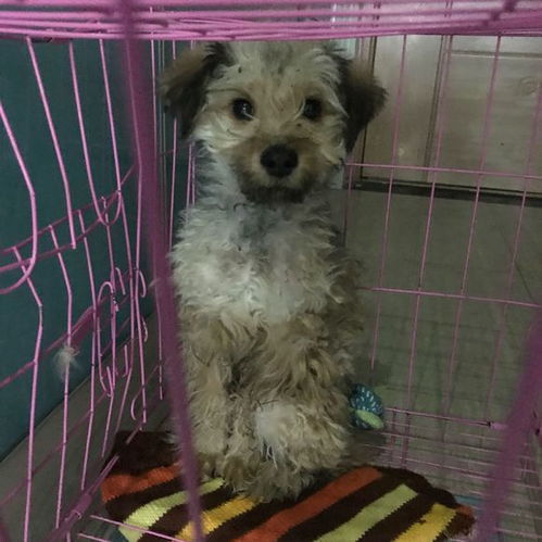  狗狗走丢后差一点被电车撞,女孩给它剃毛后,流浪狗秒变宠物狗