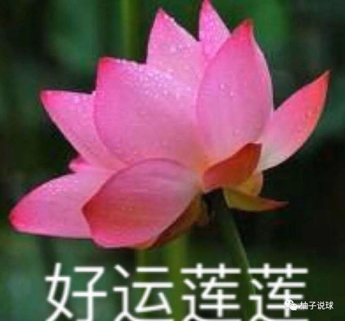 旺运荷花风水微信头像