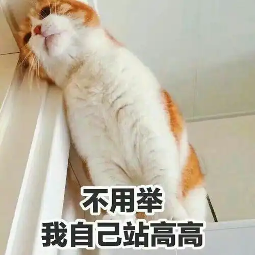 养鸡表情包高清猫咪