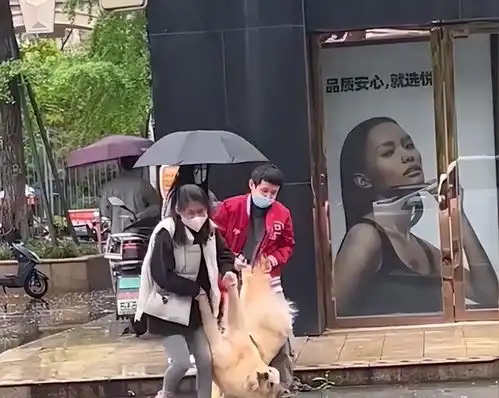  四川刚洗完澡的狗子因为下雨被抬出宠物店,狗子的表情亮了