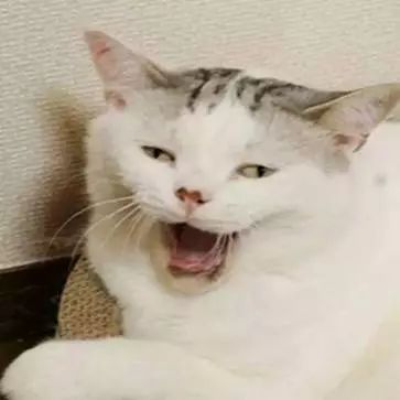  你见过最丑猫啥样这些猫真的可以直接做表情包了...哈哈哈